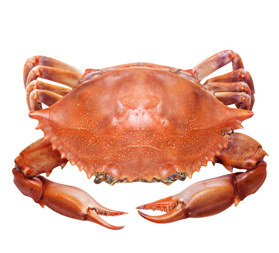 Buy crab net Online in Andorra at Low Prices at desertcart